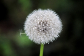 野生白色蒲公英植物图片